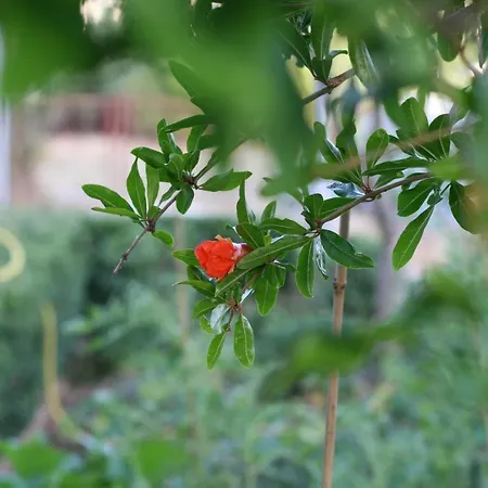Apartament Mare *